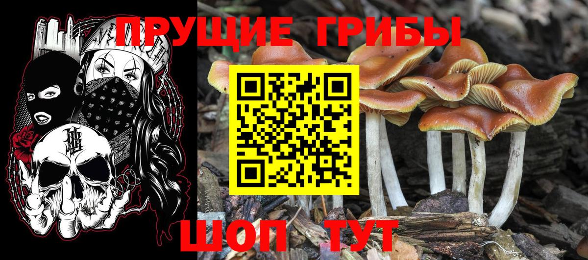 Псилоцибиновые грибы Psilocybine cubensis Владивосток