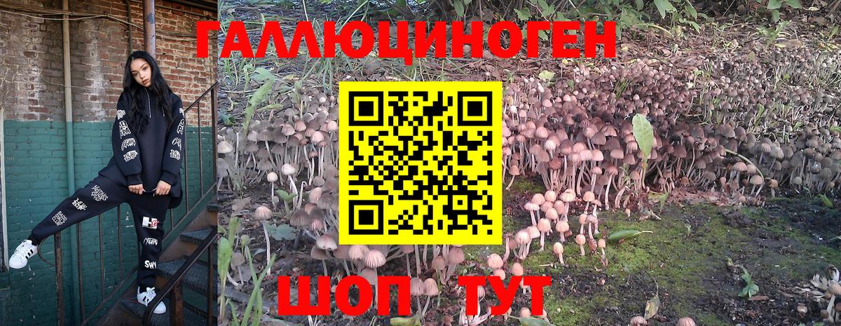 Владивосток  Галлюциногенные грибы GOLDEN TEACHER  магазин продажи наркотиков  Вход с VPN 